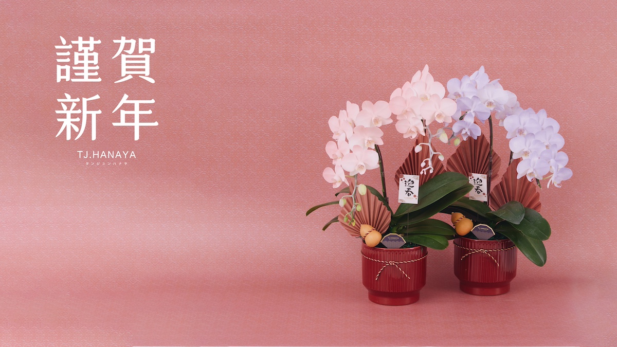 新年蘭花-過年蘭花-春節蘭花
