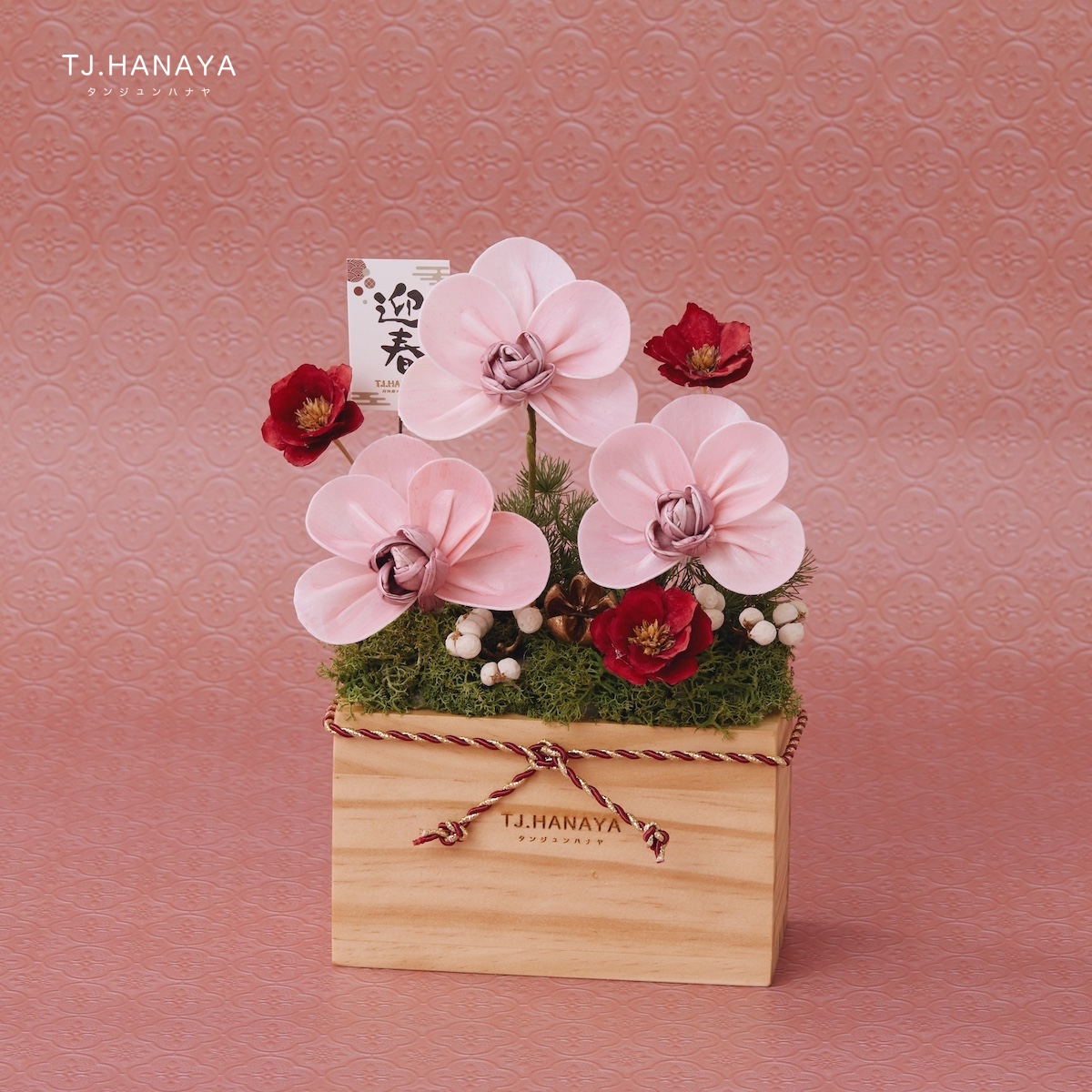 新春永生索拉盆花｜蝴蝶蘭