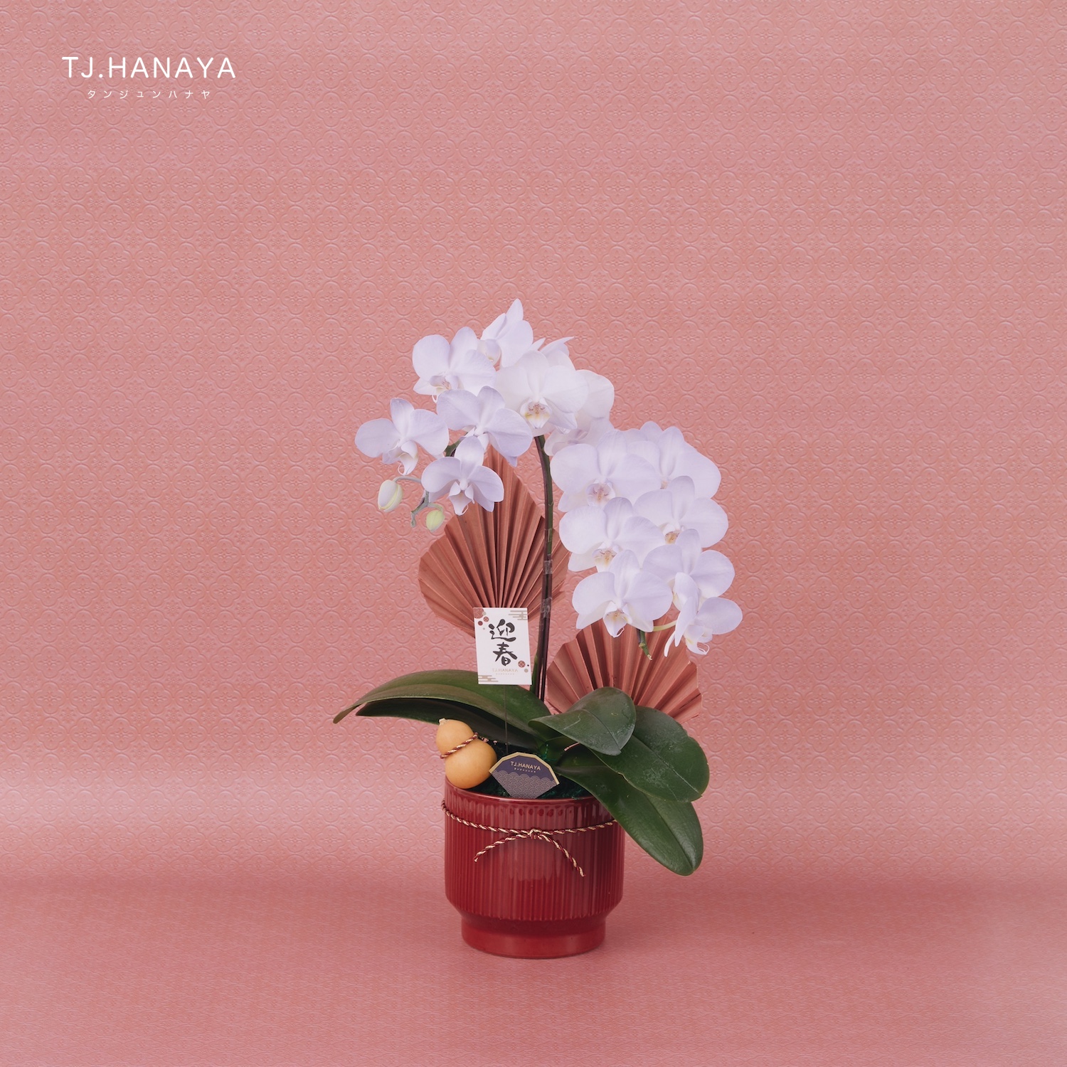 新春蘭花禮盆｜NY02