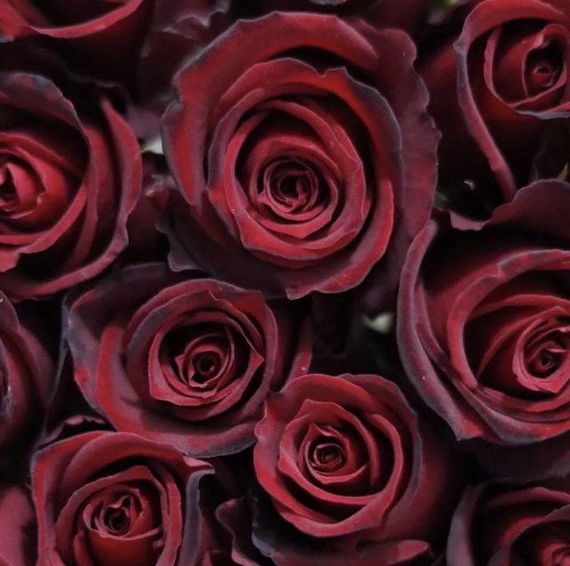 玫瑰有黑邊不新鮮！關於玫瑰的最大誤解：「保護瓣」