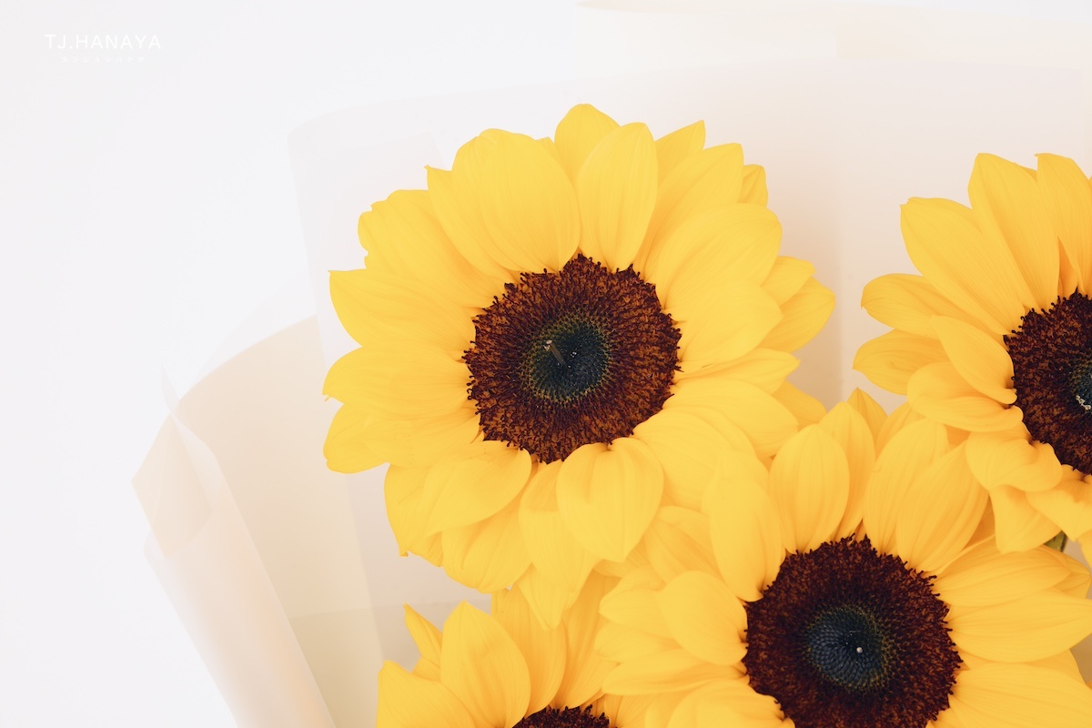 向日葵花語-向日葵含義-送向日葵