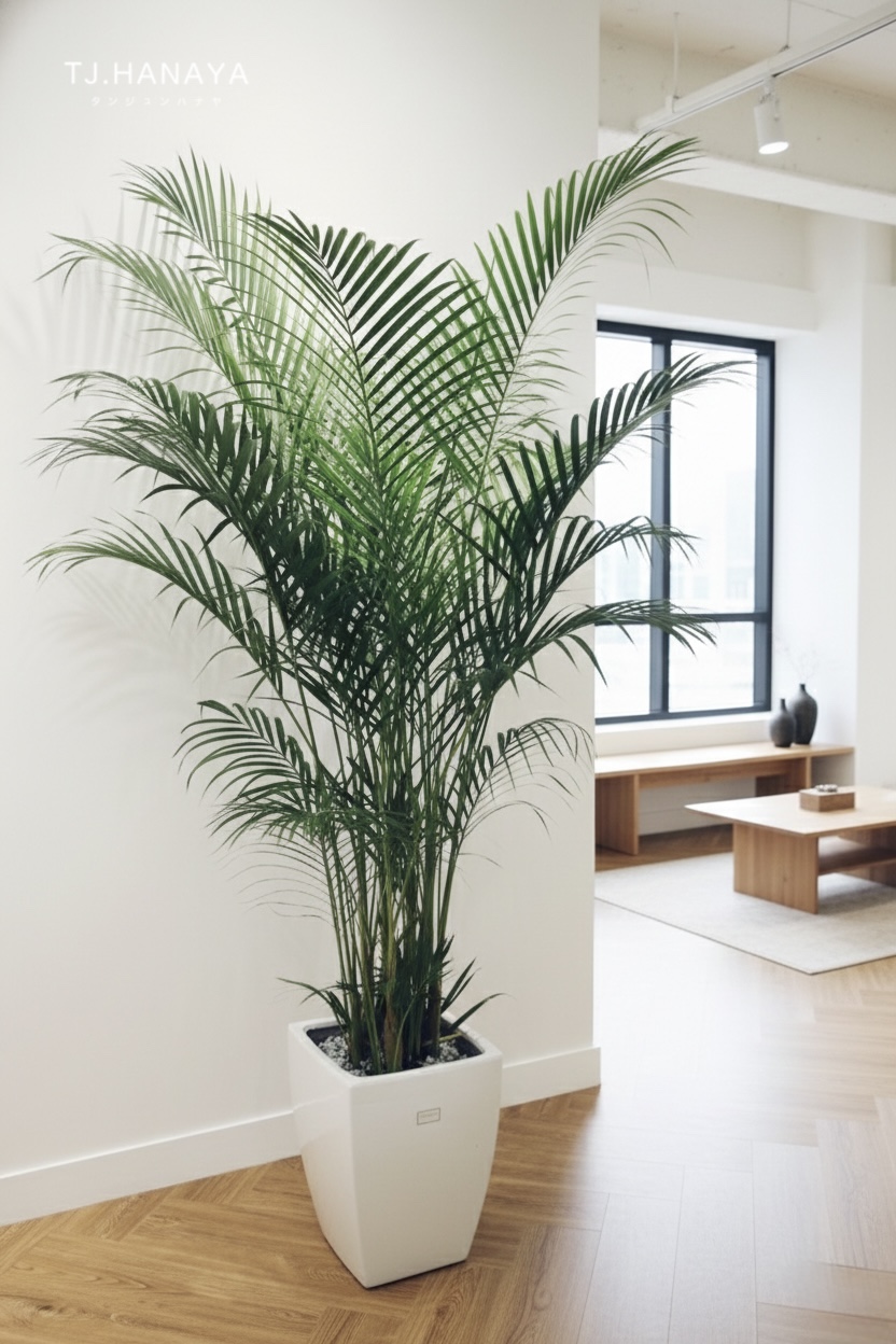 黃椰子-開幕盆栽推薦-落地植物推薦