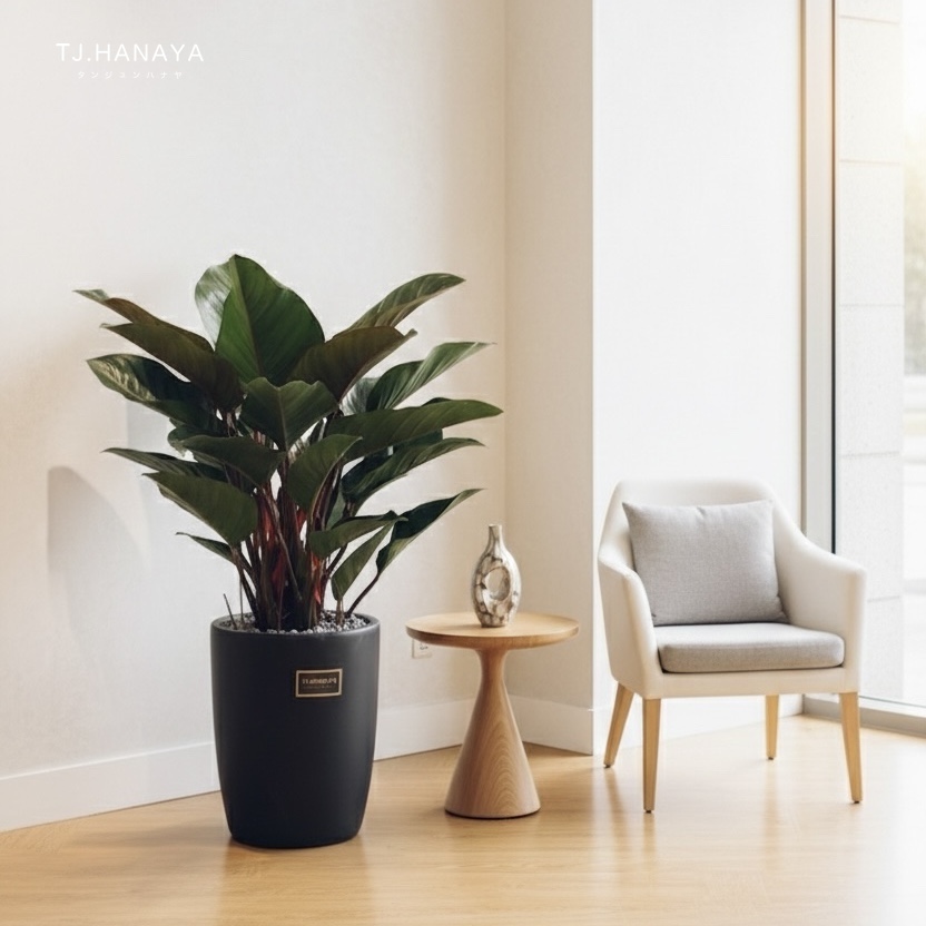 紅寶石-椒草-喬遷植物推薦