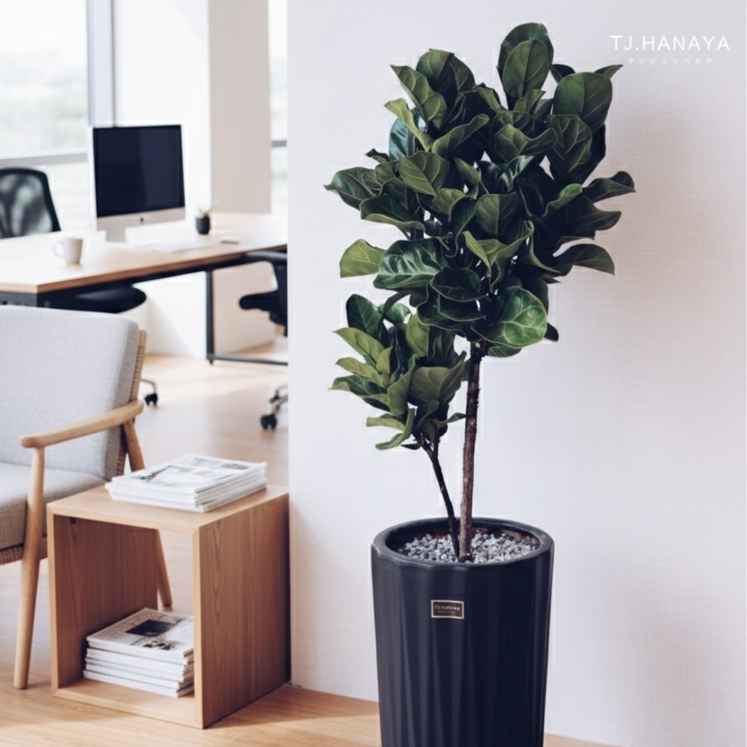 琴葉榕-喬遷植物-公司店面綠植