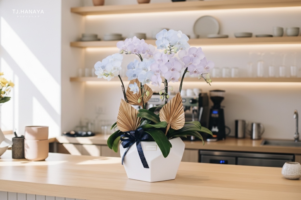 小盆株蘭花-桌上蘭花-櫃檯蘭花