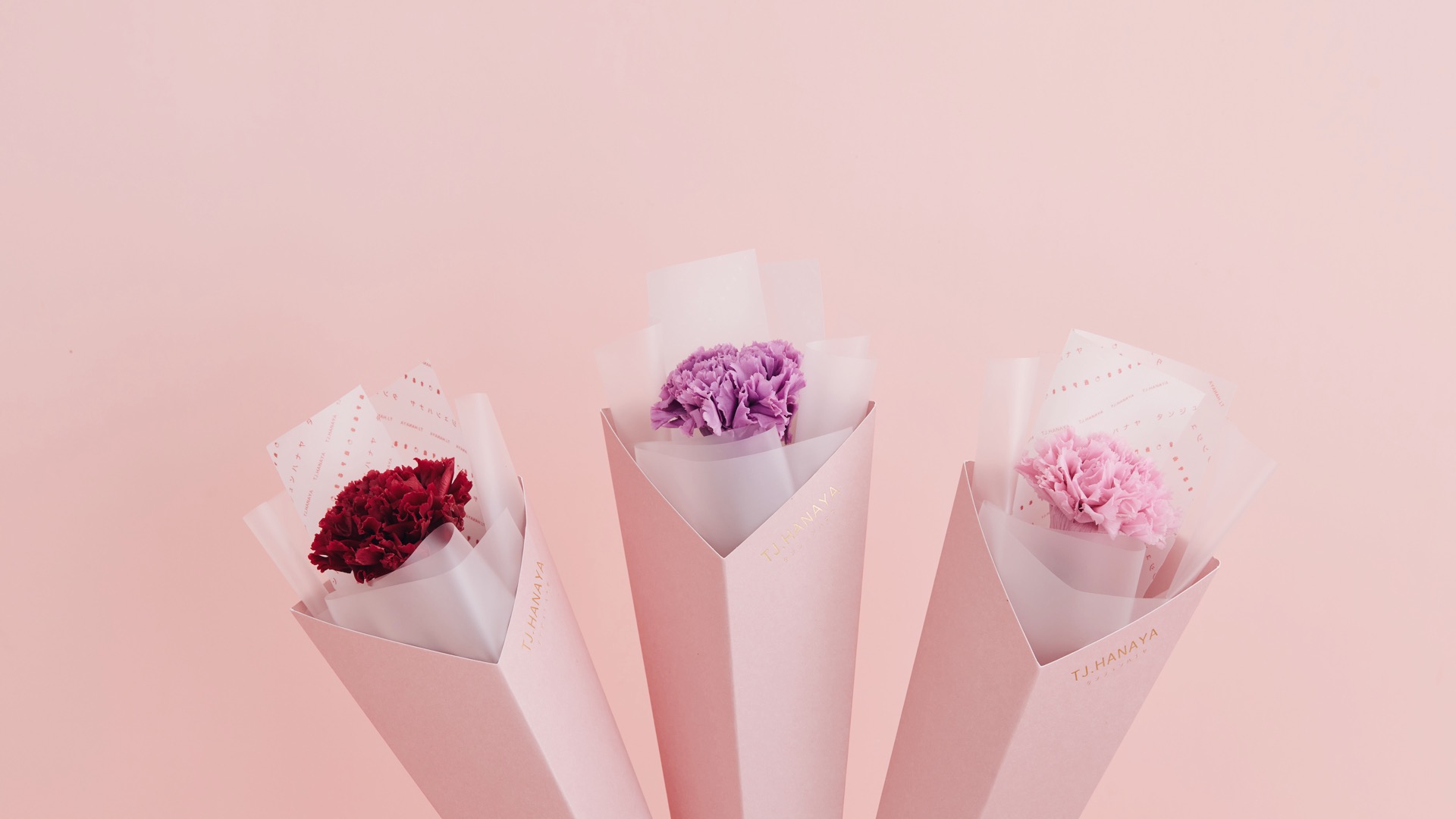 康乃馨花語是什麼？一次看懂不同顏色康乃馨的含義與母親節送花推薦