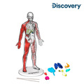【Discovery】夜光版人體探索3D拼圖（28件組）