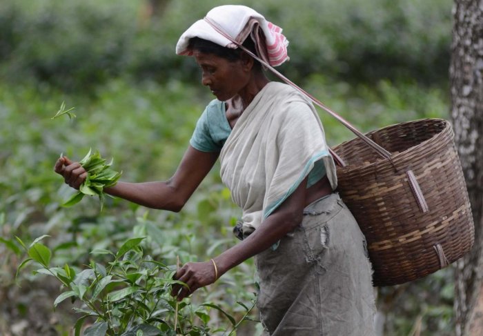 這張圖片的 alt 屬性值為空，它的檔案名稱為 Tea-1024x570.jpg