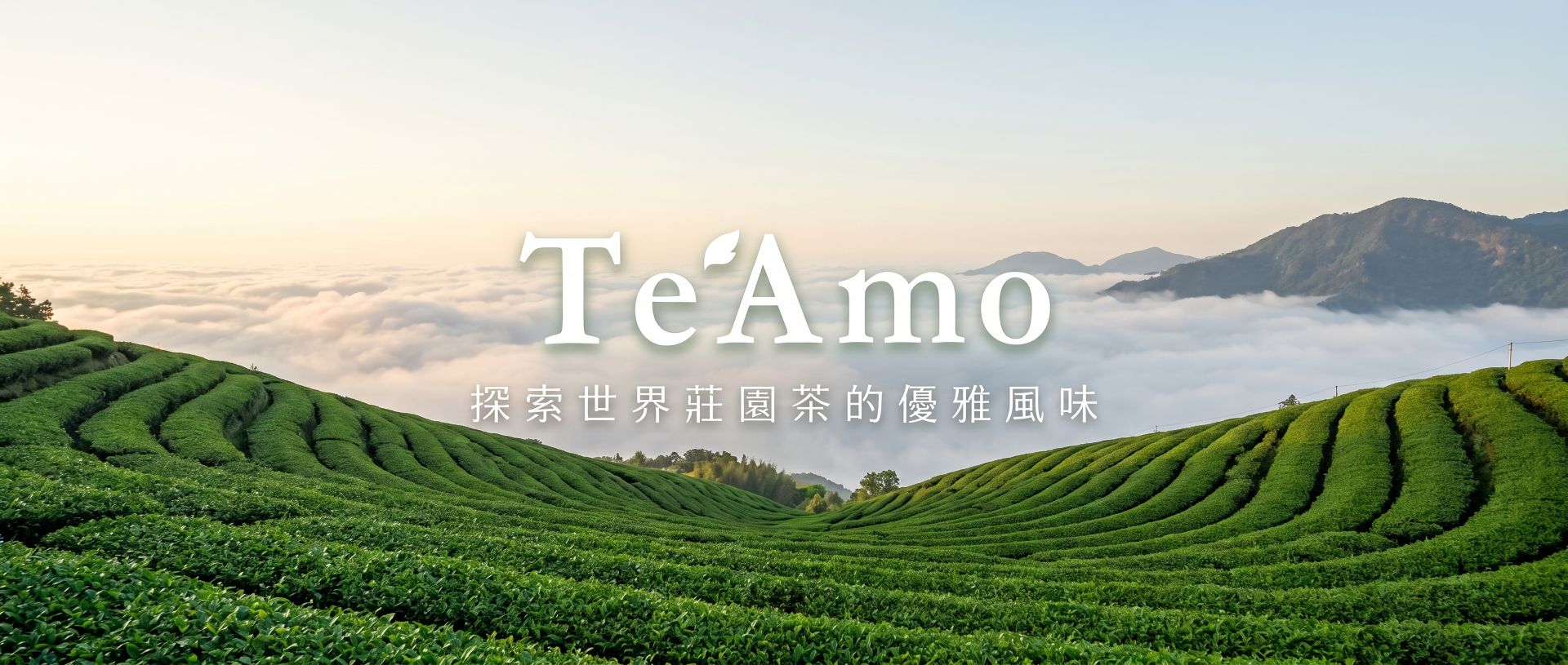 Te'Amo 紅茶沙龍品牌故事：探索世界高山莊園茶的純淨風味與選茶初心