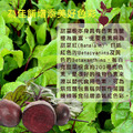 (養顏美容特推)樸優樂活-養生紅寶甜菜根粉(350g/包)-多件組更優惠_2