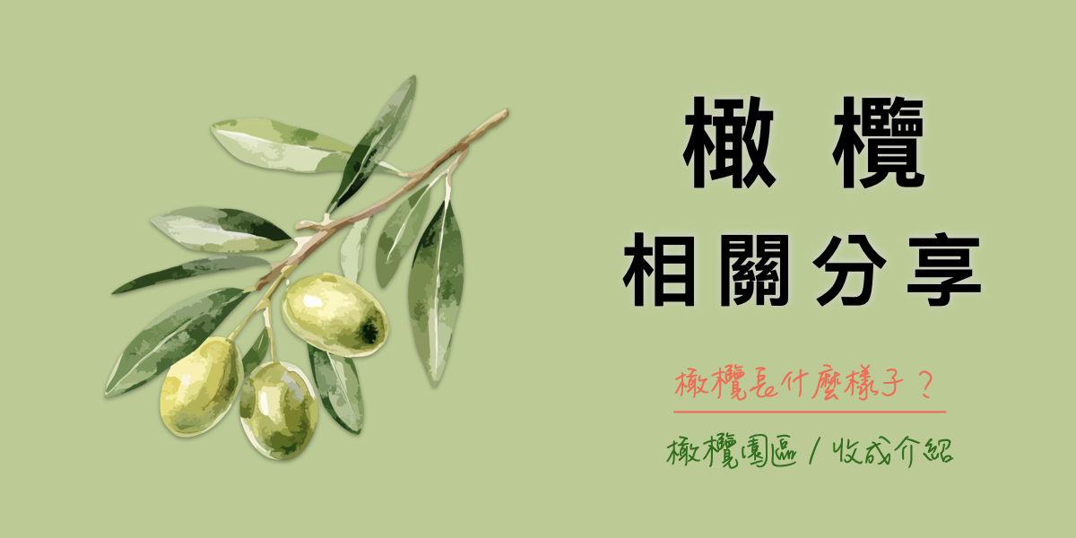 法奇歐尼義大利橄欖園區介紹-橄欖收成中