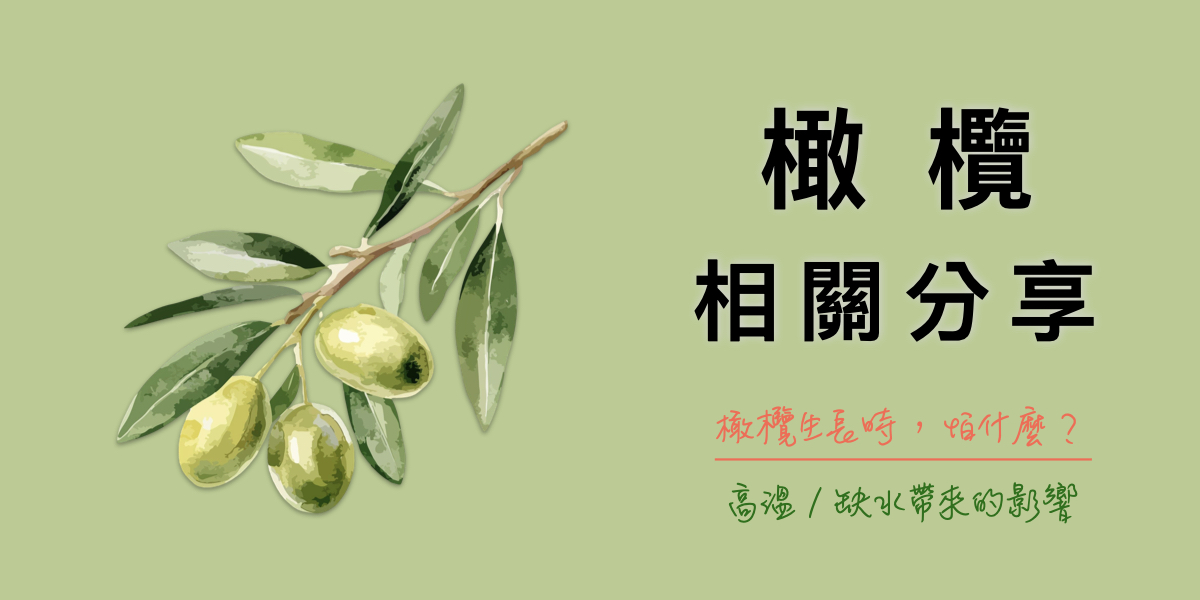 橄欖生長殺手-高溫-漲價的無奈