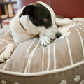P.L.A.Y. Dog on Wire Round Bed 狗狗線條圓床｜午夜藍／杏仁灰・S／M_6