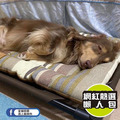 【P.L.A.Y.地平線舒活墊Horizon Chill Pad】(海灘棕／5尺寸) 寵物睡床、坐墊_4