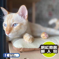 【P.L.A.Y.地平線舒活墊Horizon Chill Pad】(海灘棕／5尺寸) 寵物睡床、坐墊_5