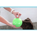 【寵物益智藏食玩具】Planet Dog 互動益智球（4色）_14