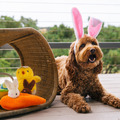 Play Pet Hippity Hoppity 蹦蹦復活節系列｜三款造型_2
