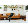 Play Pet Fetching Flock 魅力珍禽系列｜五款鳥類互動玩具_1