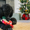 Play Pet Home for the Holidays 節日居家系列｜五款冬日互動玩具_5