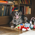 Play Pet Back to School 開學季系列｜五款校園造型與五件組_3