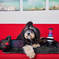 Play Pet HyperX x P.L.A.Y. 遊戲玩具系列｜三款發聲絨毛玩具_2