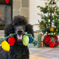 Play Pet Home for the Holidays 節日居家系列｜五款冬日互動玩具_6