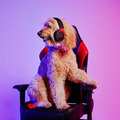 Play Pet HyperX x P.L.A.Y. 遊戲玩具系列｜三款發聲絨毛玩具_4