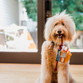 Play Pet Canine Commute 狗狗好行系列｜五款交通工具互動玩具_2