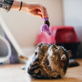 P.L.A.Y. Feline Frenzy Small Animals｜小動物貓草玩具（五款）_4