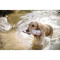 Play Pet Toss & Float 浮水玩具｜香草白／摩卡棕・S／L_8