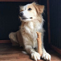 【耐咬史迪克 2 件組】狗狗潔牙玩具 M 號（中型犬 11&ndash;16 kg 適用）原木味＋BBQ 烤肉木風味_1