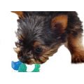 【歐卡耐咬刺蝟】狗狗牙齒保健玩具（幼／小型犬）_1