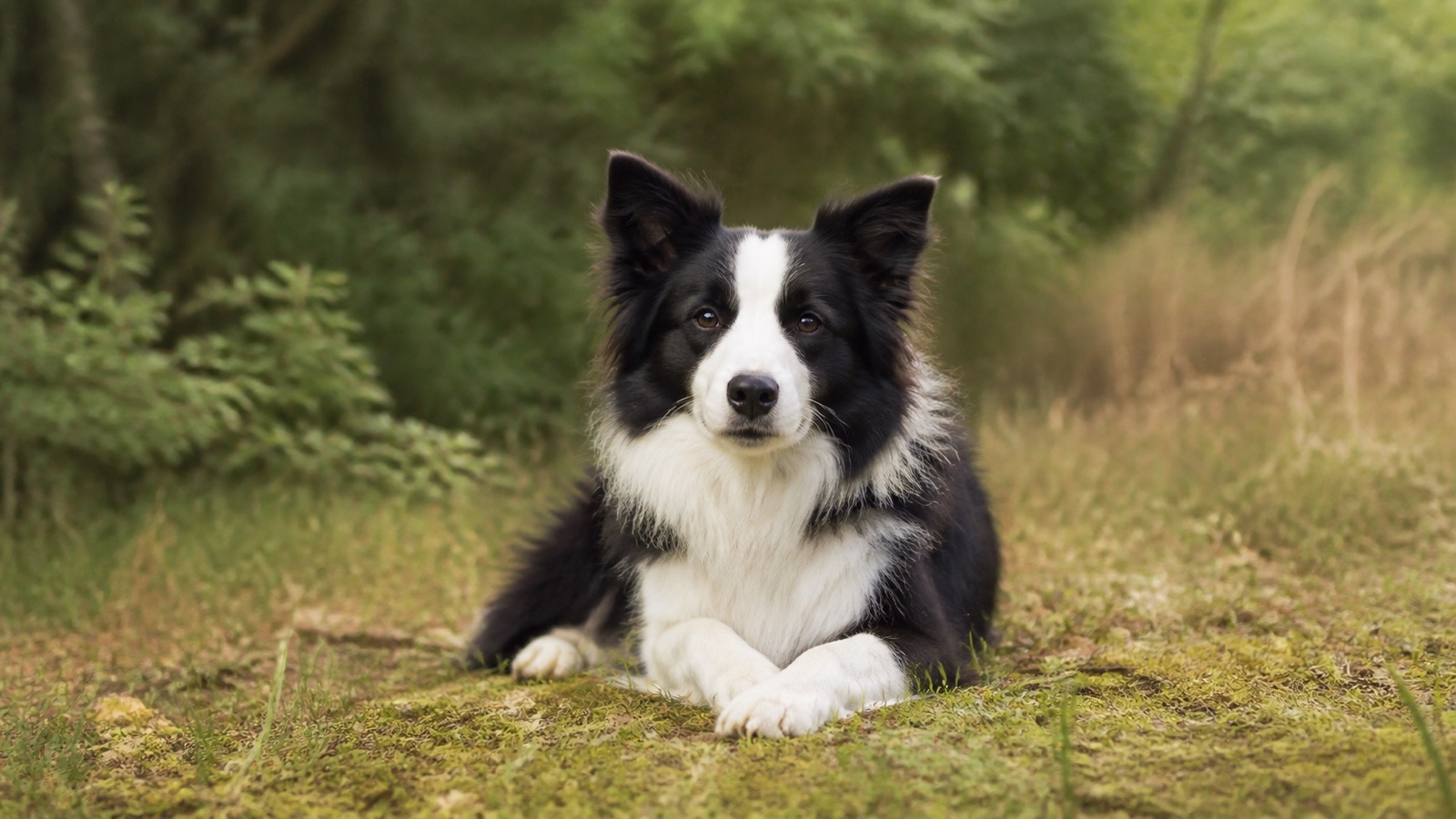 邊境牧羊犬好養嗎?活動、訓練與休息安排