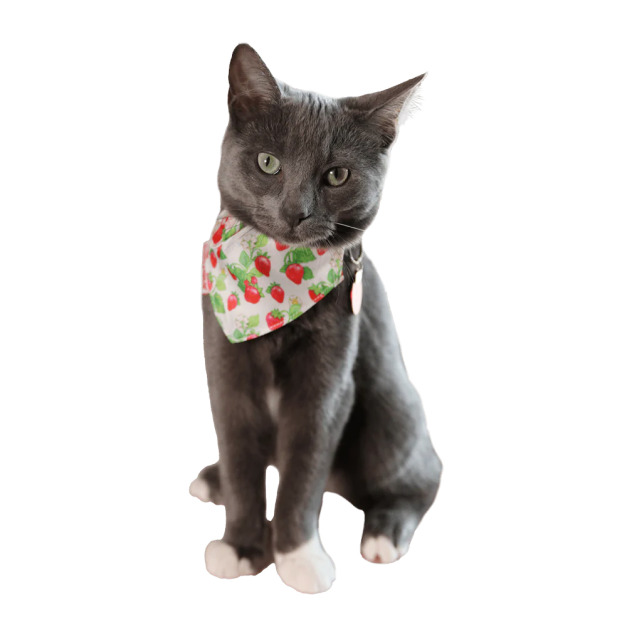 Strawberry Shortcake草莓甜心x Travel Cat貓旅行 聯名款 寵物項圈領巾