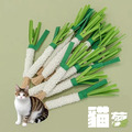 貓玩具 可愛青蔥造型 木天寥磨牙貓棒 長度約22公分_3