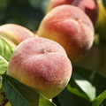 【預購/美國空運】百年莊園水蜜桃 (8-9粒/2.4KG/盒)_1