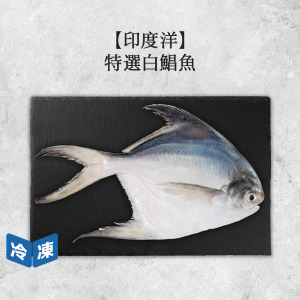 【印度洋】特選白鯧魚-約500g-600g/尾