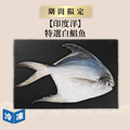 【印度洋】特選白鯧魚-約500g-600g/尾