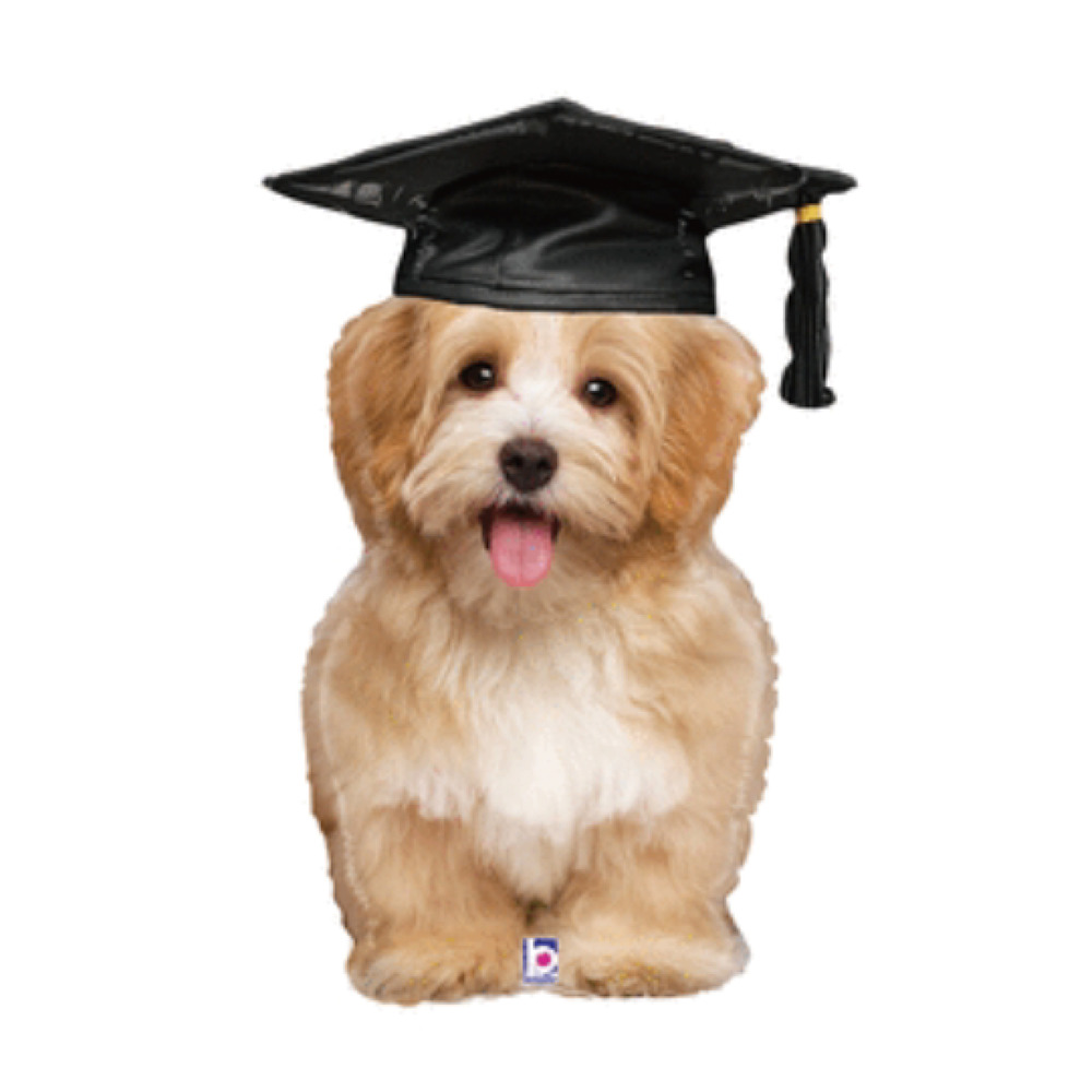 畢業帽狗狗鋁箔氣球