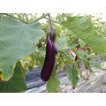 有機短茄子600g (eggplant／なす )_1