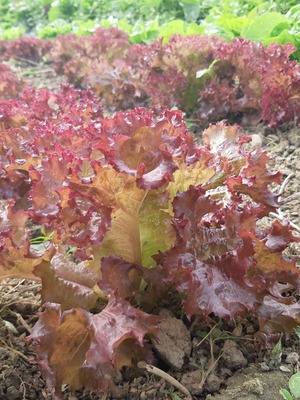 有機紅火焰萵苣200g，農場產地直送