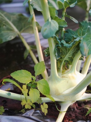 有機結頭菜600g、農場直送