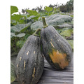 有機南瓜600g、新鮮採收農場直送(pumpkin)