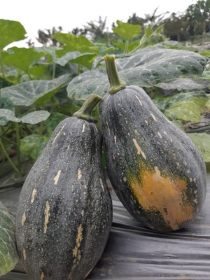 有機南瓜600g、新鮮採收農場直送(pumpkin)