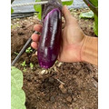 有機短茄子600g (eggplant／なす )