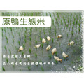 原鴨有機米