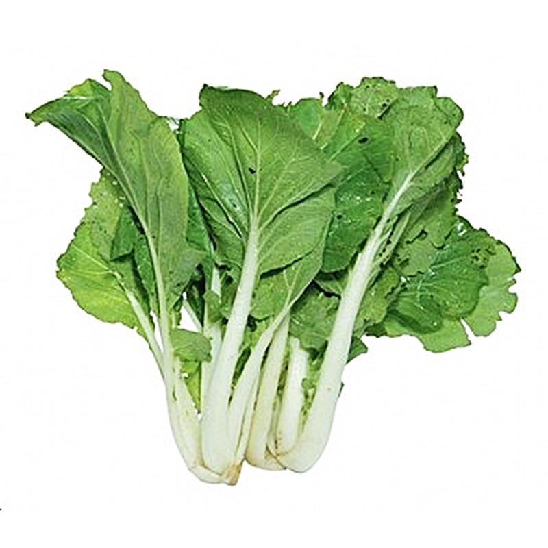 黑葉白菜 安親有機農場