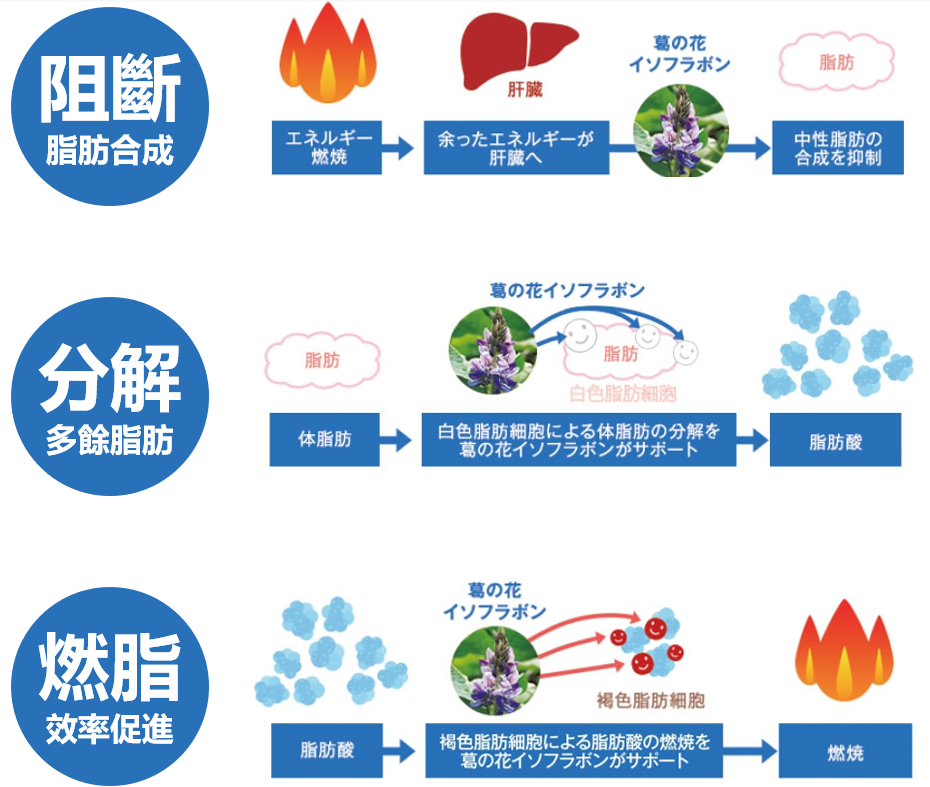 作用在『肝臟』，抑制脂肪合成，作用在『白色脂肪』，分解多餘脂肪，作用在『棕色脂肪』，產生熱能燃燒熱量