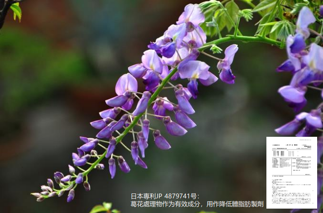 葛花為什麼價差這麼大，為什麼日本吃葛花就能不胖，懶人抑制肥胖必選 Greengold葛花纖 葛花萃取如何達到減脂作用？