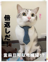 【青海波】系列